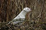 DOGUE ARGENTIN 497
